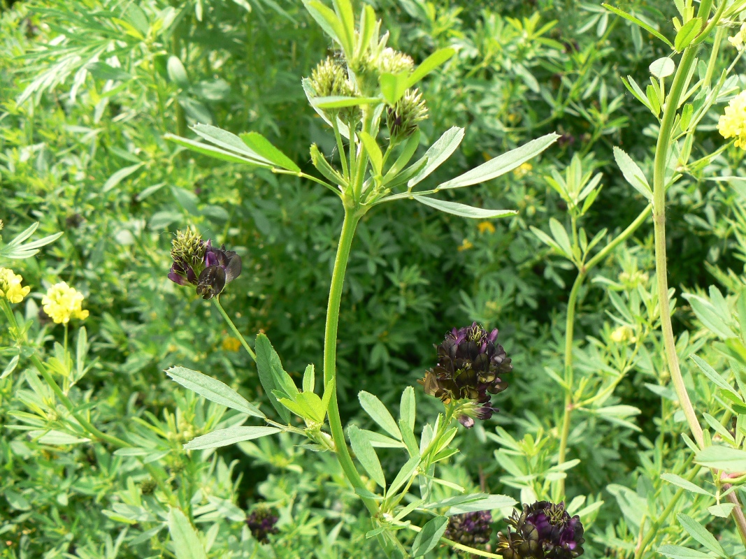 Image of Medicago &times; varia specimen.