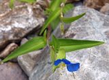 Commelina communis