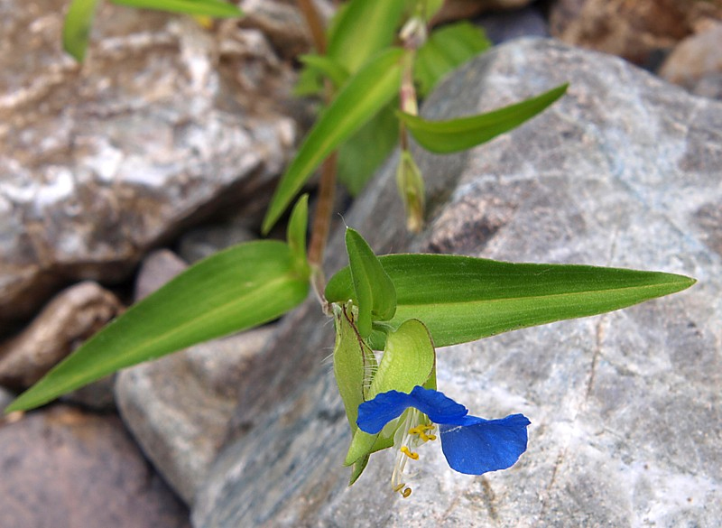 Image of Commelina communis specimen.