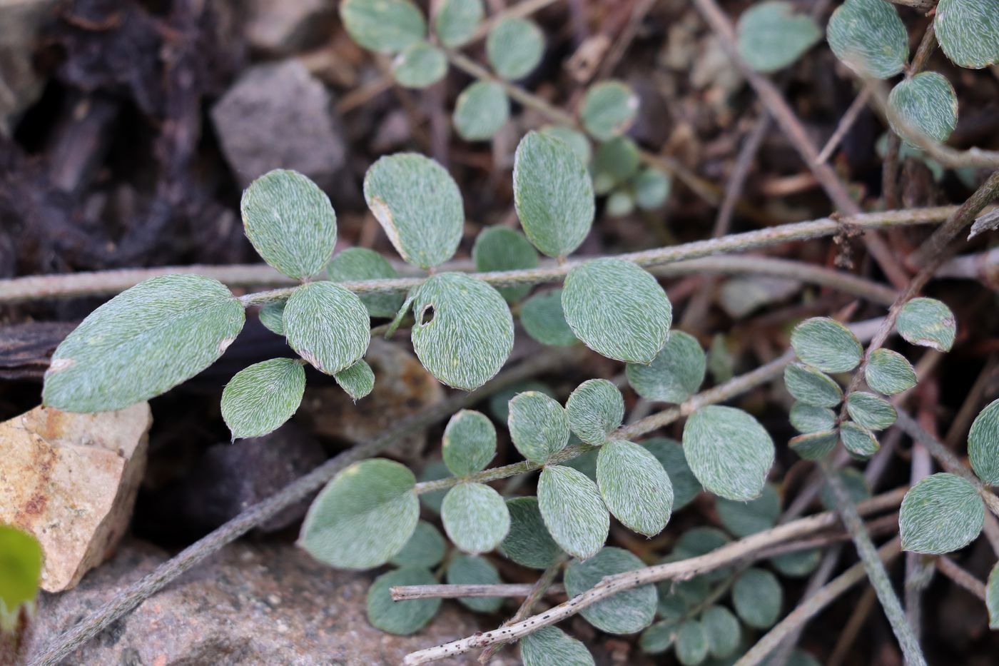 Image of Astragalus rubrivenosus specimen.