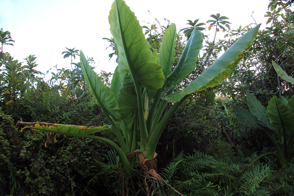 Image of Typhonodorum lindleyanum specimen.