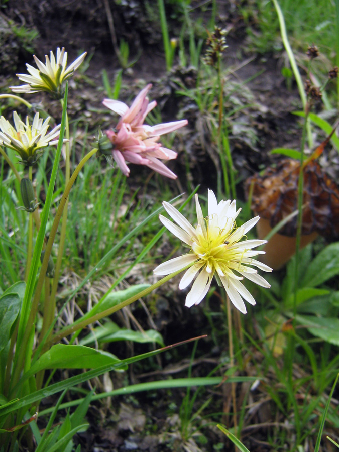 Изображение особи Taraxacum pseudoroseum.