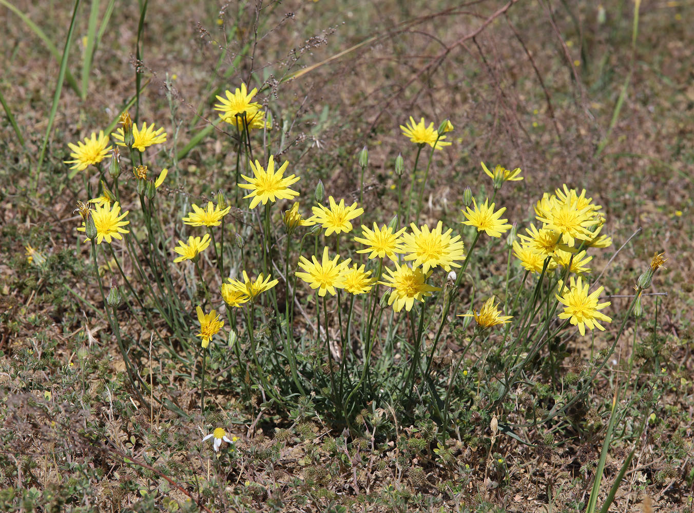 Image of Scorzonera biebersteinii specimen.