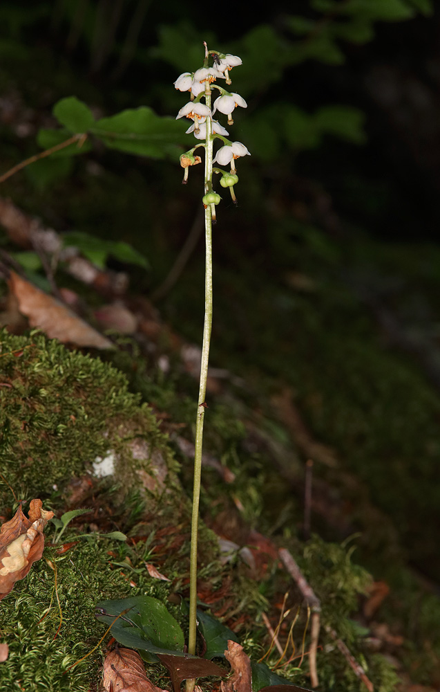 Image of Pyrola rotundifolia specimen.