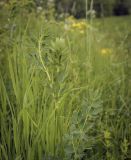 Thalictrum flavum