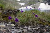 Campanula saxifraga