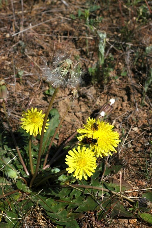 Изображение особи Taraxacum longipyramidatum.