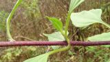 Helianthus tuberosus. Часть стебля с пазушным побегом. Московская обл., ГО Подольск, мкр-н Климовск, опушка леса. 02.10.2022.