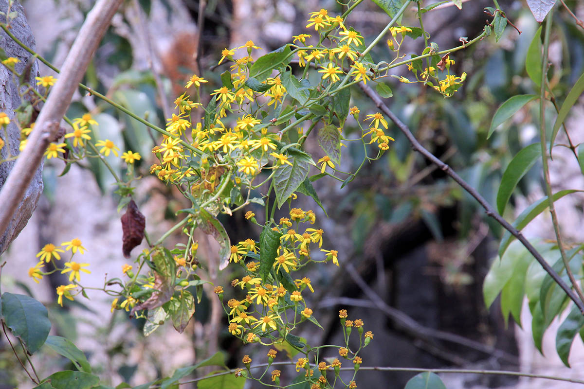Image of familia Asteraceae specimen.