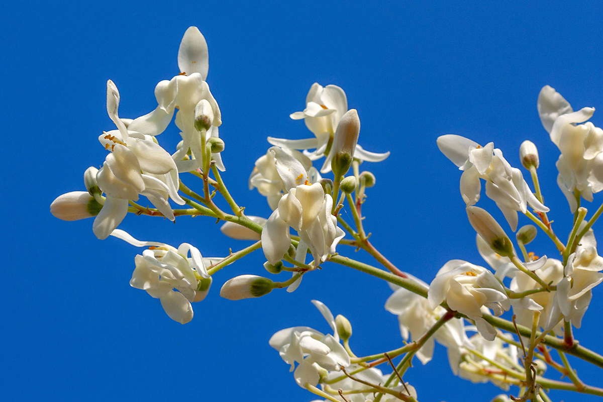 Image of Moringa oleifera specimen.