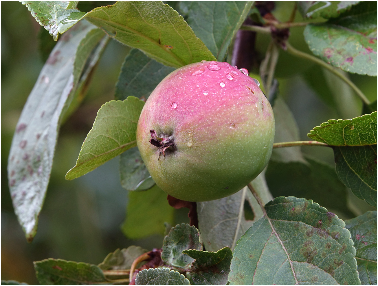 Изображение особи Malus domestica.