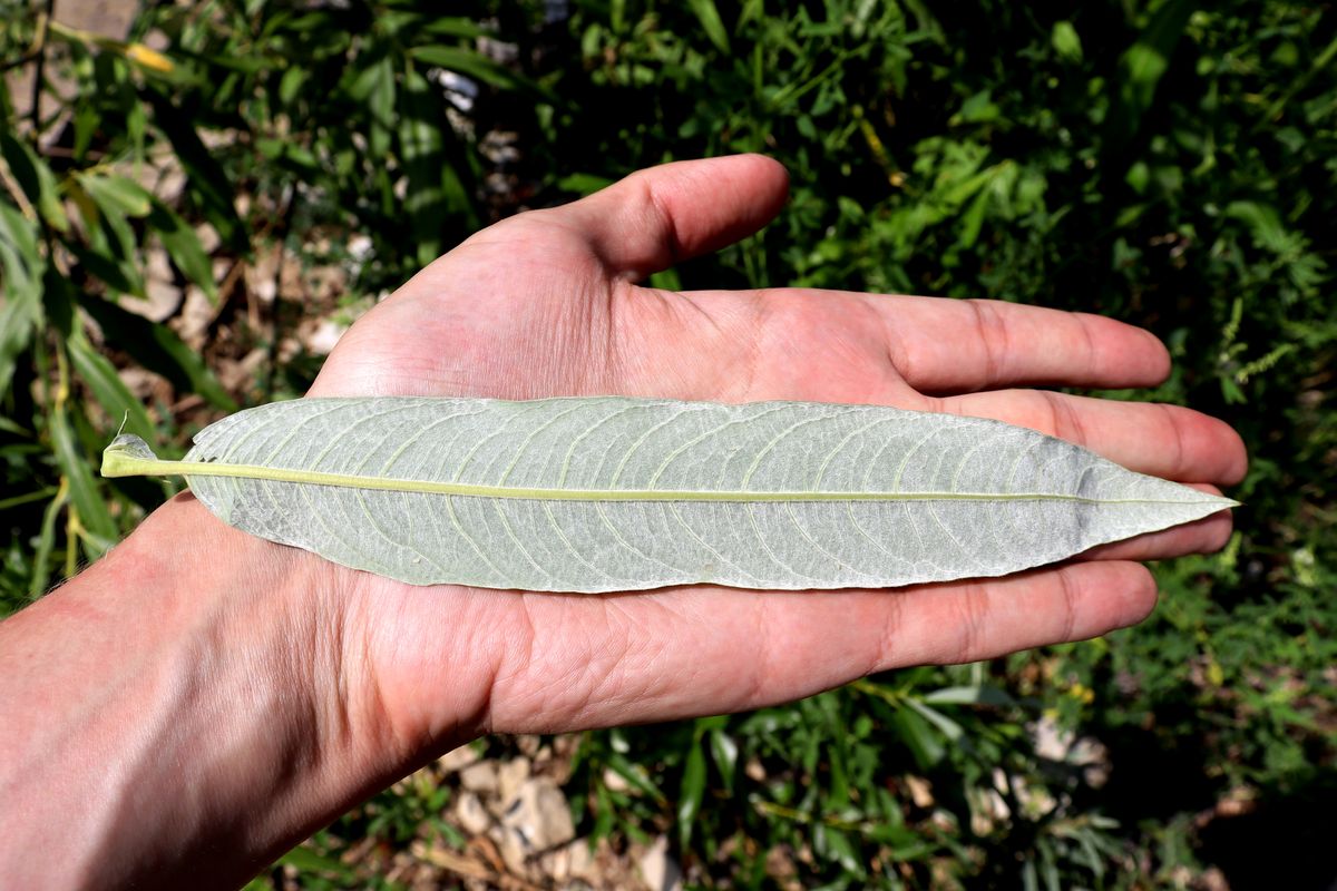 Image of Salix gmelinii specimen.