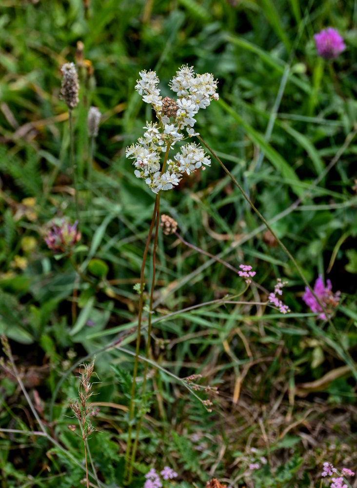 Изображение особи Filipendula vulgaris.