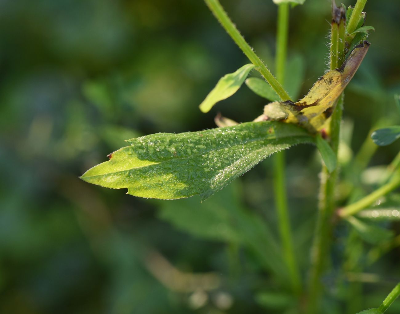 Image of Erigeron annuus ssp. lilacinus specimen.