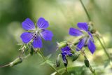 Geranium pratense. Соцветия. Южный Казахстан, Таласский Алатау, ущелье Коксай, высота 2150 м н.у.м.