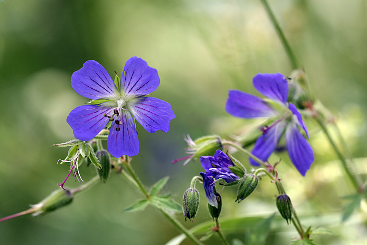 Изображение особи Geranium pratense.