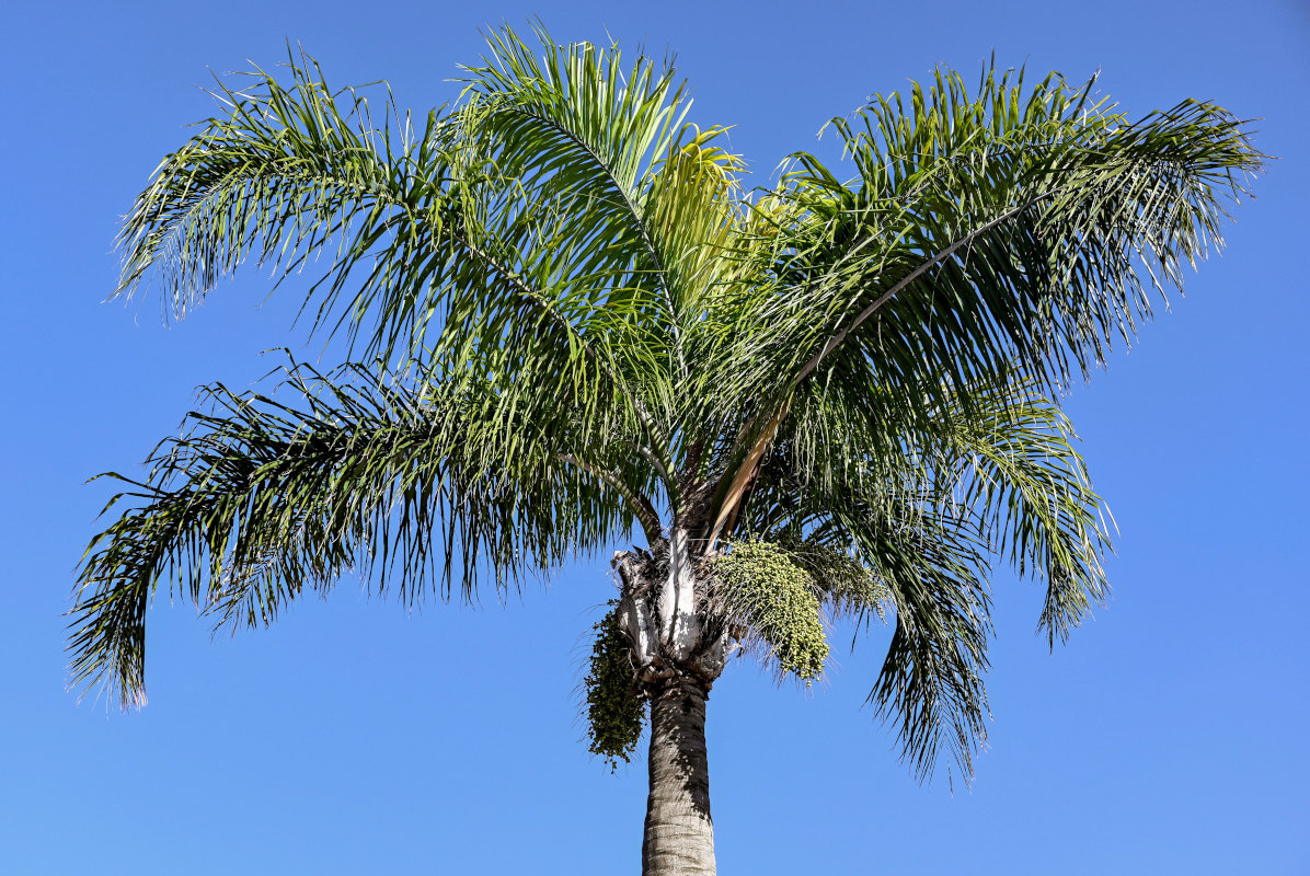 Image of Syagrus romanzoffiana specimen.