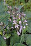 Hosta albomarginata