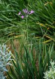 Tulbaghia violacea