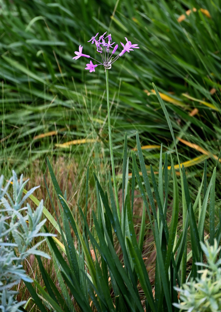 Image of Tulbaghia violacea specimen.