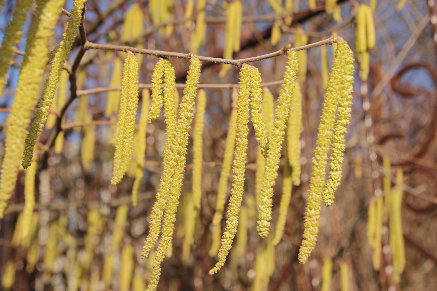 Image of Corylus avellana specimen.