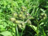 Crepis paludosa. Общее соцветие с нераскрывшимися корзинками. Беларусь, Гродненская обл., Новогрудский р-н, ур. Ботаровка, низинный таволгово-змеевиковый луг. 12.06.2021.