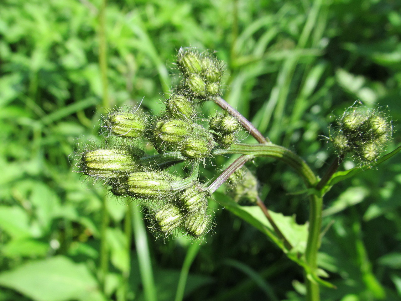 Image of Crepis paludosa specimen.