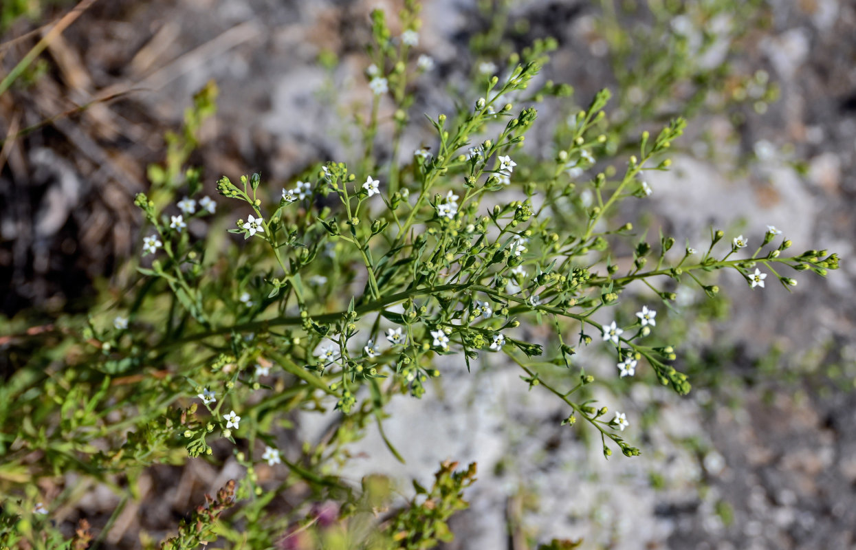 Image of genus Thesium specimen.