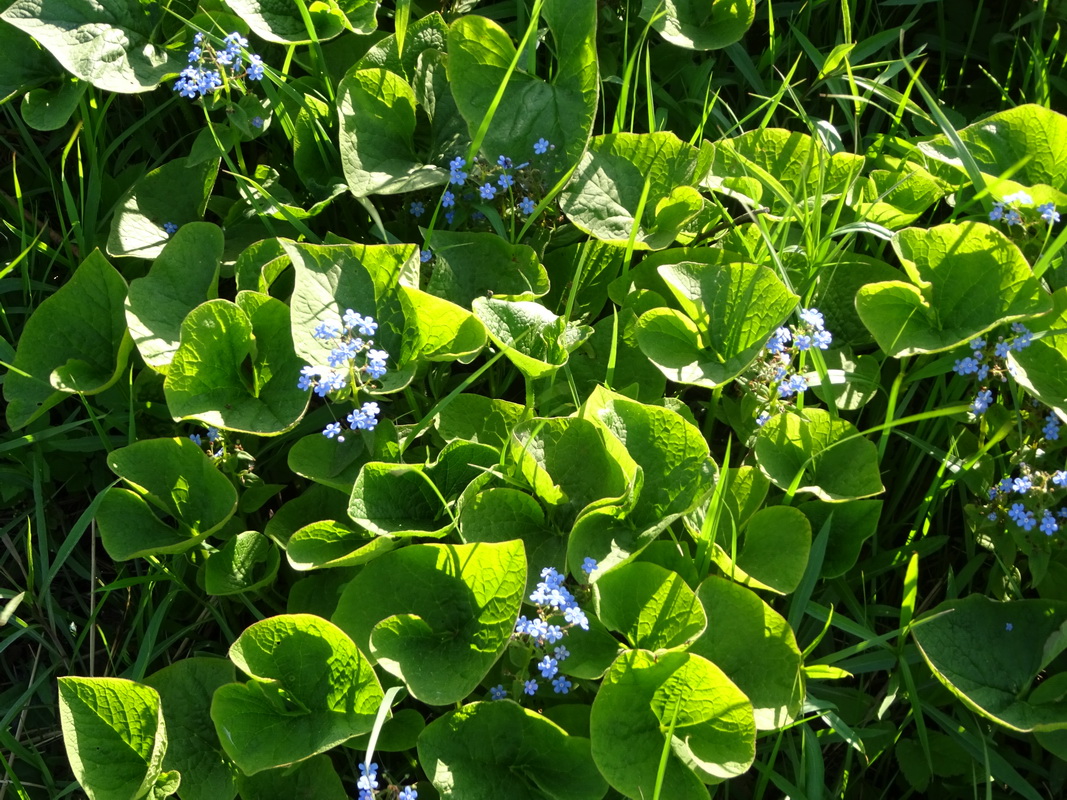 Изображение особи Brunnera macrophylla.