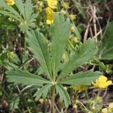 Potentilla humifusa