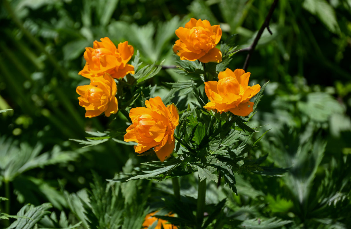 Image of Trollius asiaticus specimen.