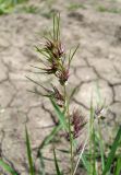 Poa bulbosa ssp. vivipara