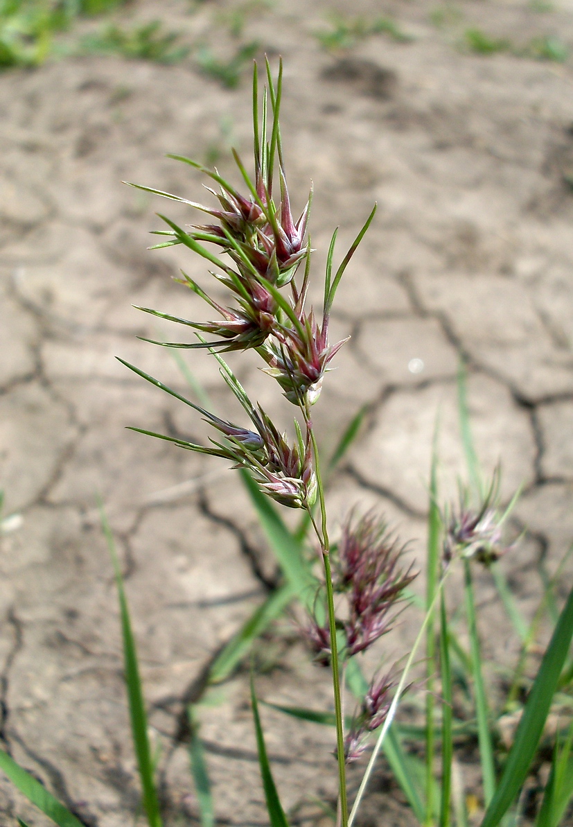 Изображение особи Poa bulbosa ssp. vivipara.