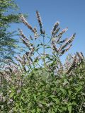 Mentha spicata