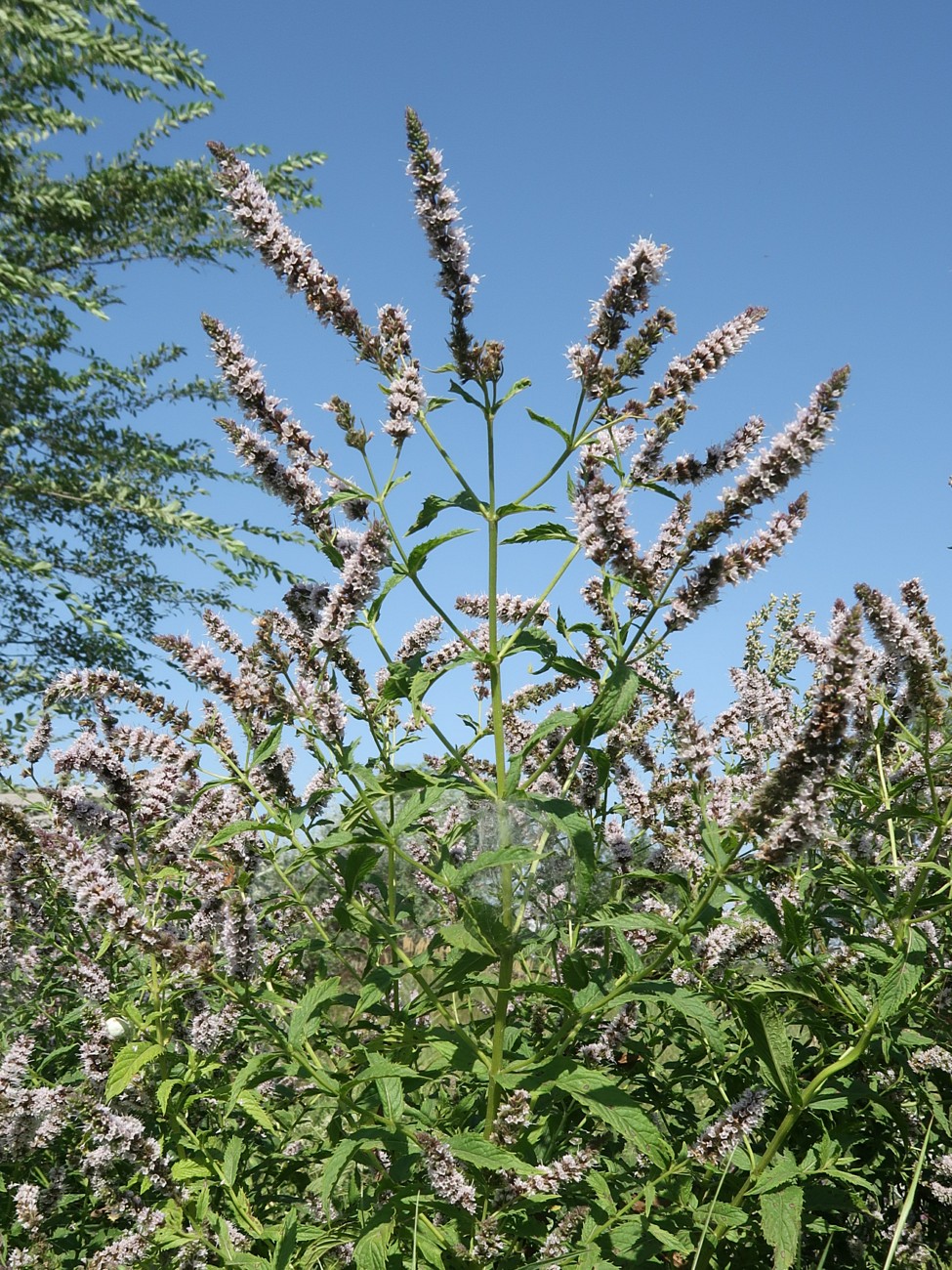 Изображение особи Mentha spicata.