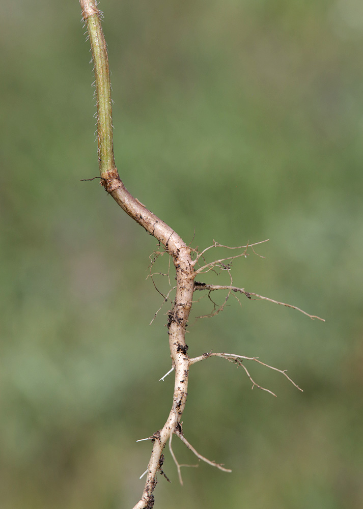 Изображение особи Daucus guttatus.