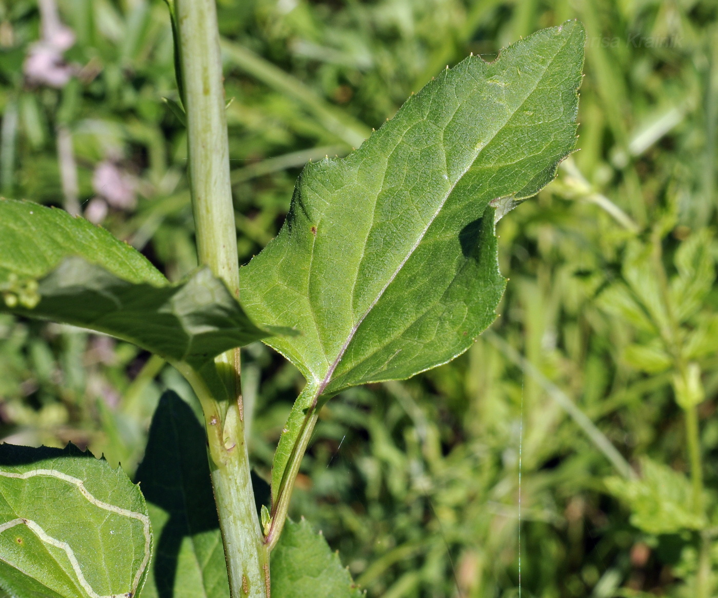 Изображение особи Doellingeria scabra.