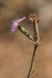 genus Dianthus. Соцветие с цветком и плодом. Астраханская обл., Ахтубинский р-н, гора Большое Богдо, степной сухой склон. 19.07.2023.