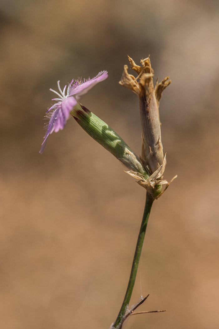 Изображение особи род Dianthus.