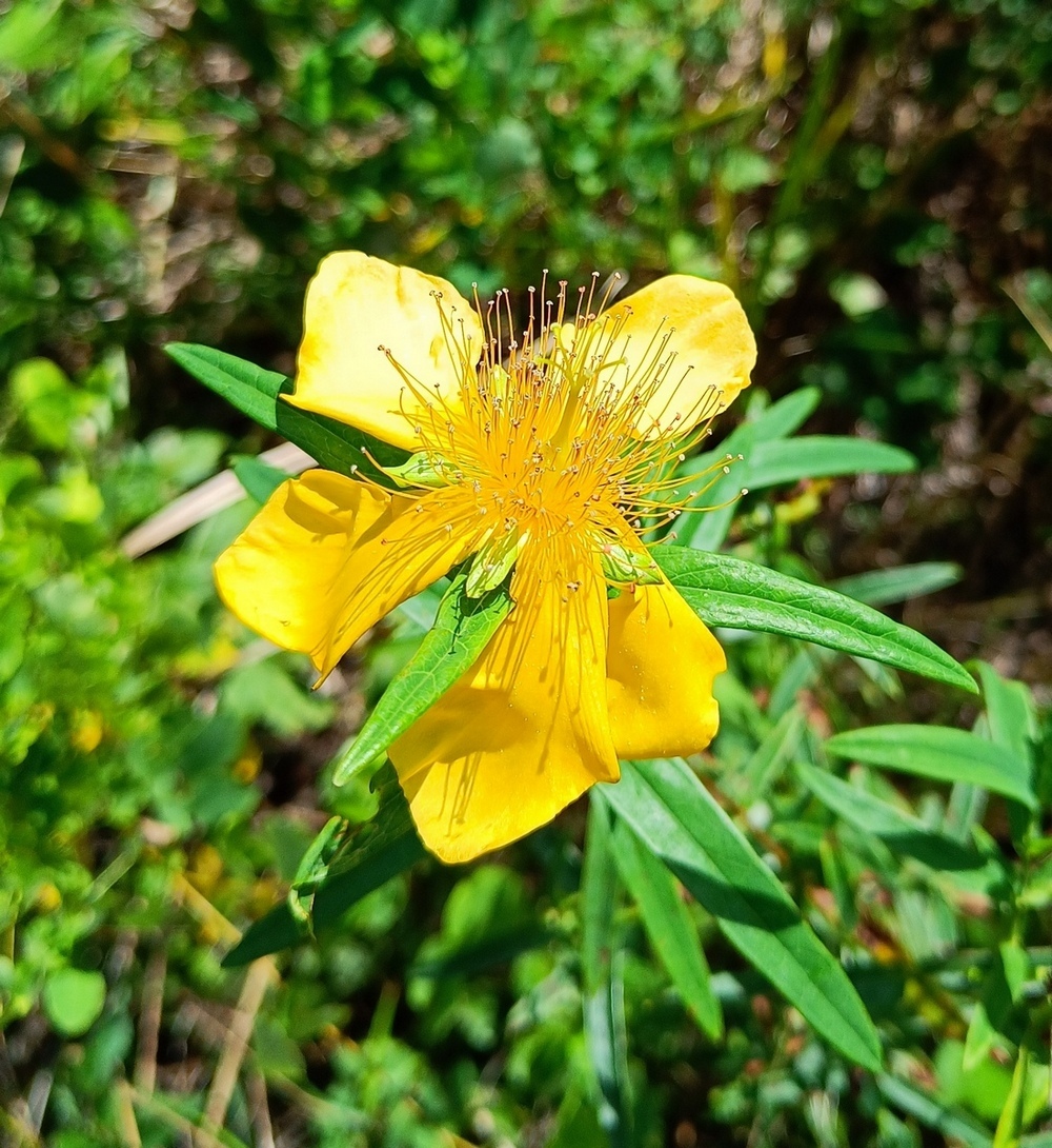 Изображение особи Hypericum ascyron.