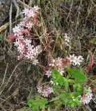 Sedum hispanicum. Цветущее растение; снизу с желто-зелеными соцветиями - Euphorbia. Крым, г. о. Судак, Судакская крепость, склон горы Крепостая. 14.06.2017.