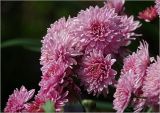 Chrysanthemum indicum