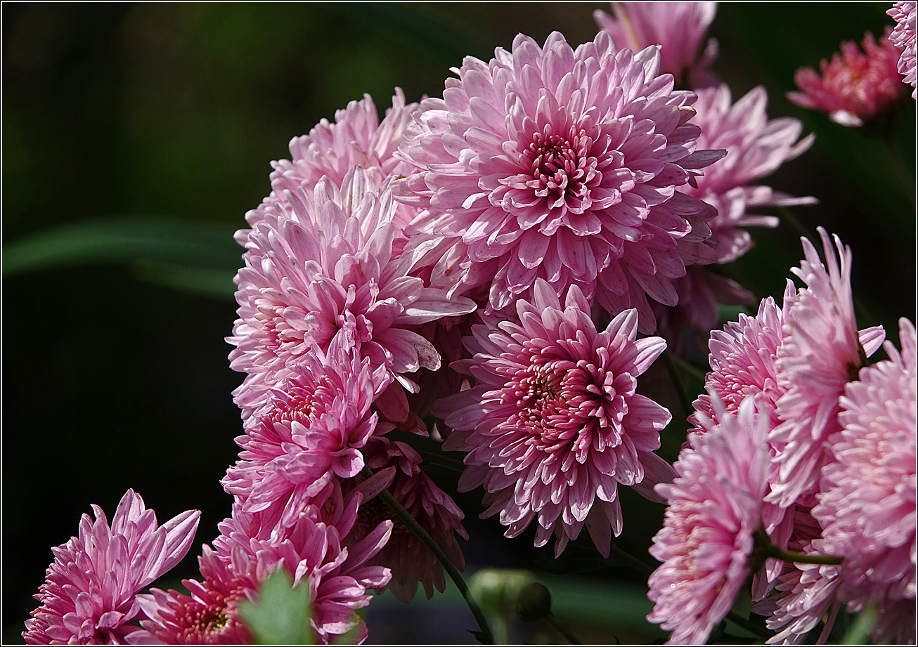 Image of Chrysanthemum indicum specimen.