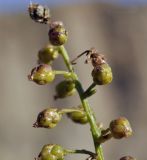 Artemisia littoricola. Верхушка побега с соплодиями. Приморский край, о. Русский, мыс Тобизина, прибрежные скалы. 19.10.2023.