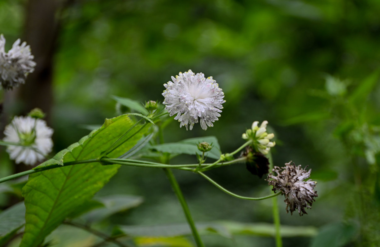 Изображение особи Knautia involucrata.