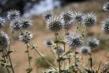 Echinops leiopolyceras