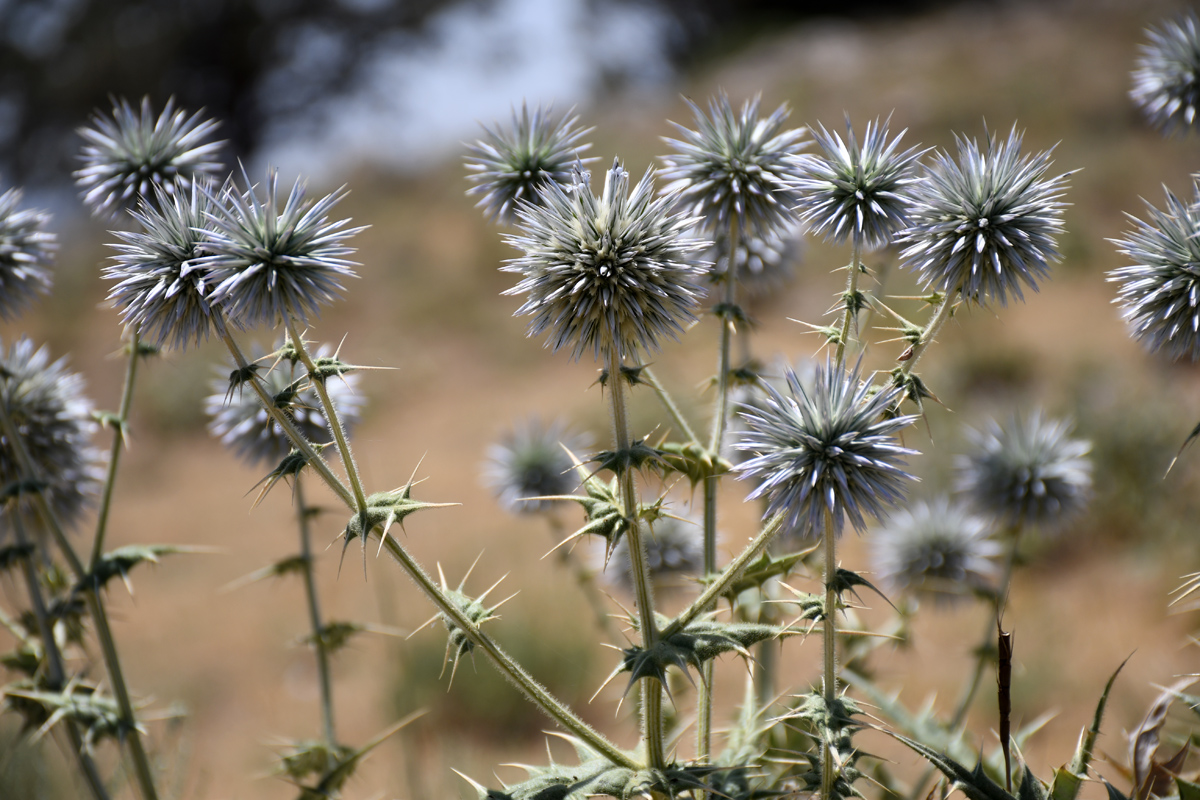 Изображение особи Echinops leiopolyceras.