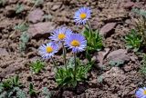 Erigeron heterochaeta