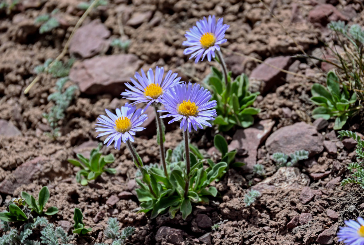 Image of Erigeron heterochaeta specimen.