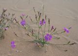 Dianthus versicolor